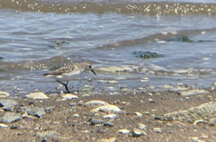 Calidris pusilla