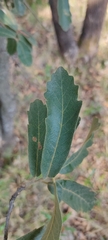 Quercus deserticola