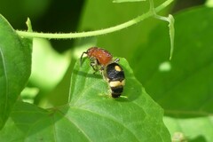 Odontomutilla uranioides