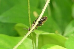 Odontomutilla uranioides