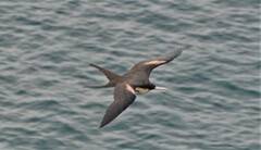 Fregata magnificens magnificens