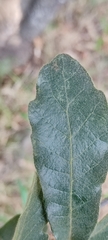 Quercus deserticola