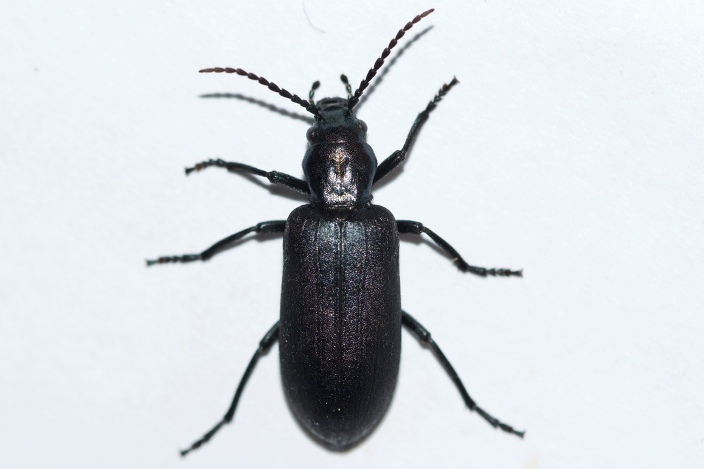 Ditylus caeruleus