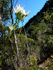 Gentianella stellata