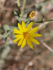 Heterotheca cinerascens