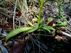Gentianella stellata