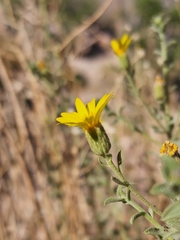 Heterotheca cinerascens