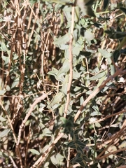 Heterotheca cinerascens