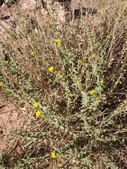 Heterotheca cinerascens