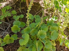 Veronica utahensis