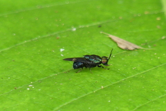 Ptilocera