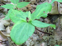 Trillium sessile
