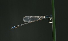 Enallagma divagans