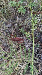 Desmanthus leptolobus