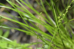 Carex seorsa
