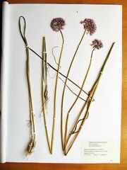 Allium maximowiczii