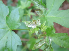 Phyllocnistis liquidambarisella