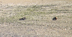 Haematopus palliatus