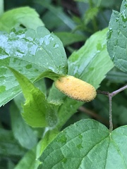 Puccinia alnetorum