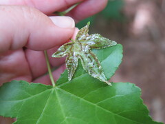 Phyllocnistis liquidambarisella