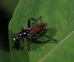 Xylota bicolor