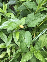 Puccinia alnetorum