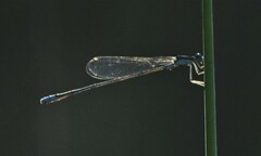 Enallagma divagans