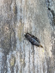 Agrilus lecontei