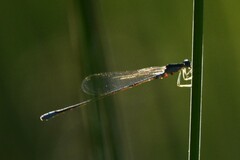 Enallagma divagans