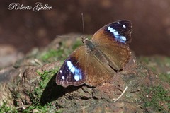 Cybdelis phaesyla