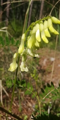 Astragalus membranaceus