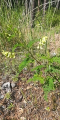 Astragalus membranaceus