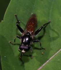Xylota bicolor