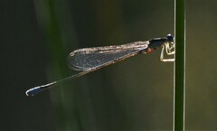 Enallagma divagans