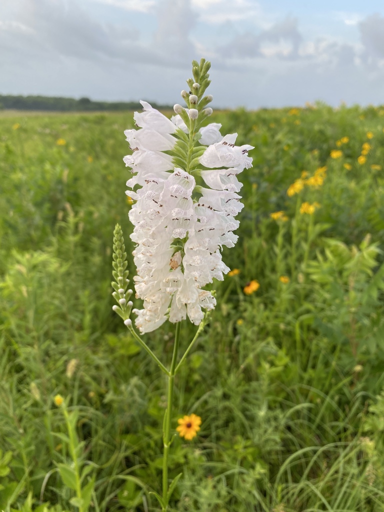 Narrowleaf False Dragonhead