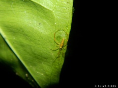 Spintharus