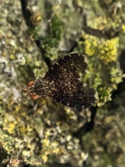 Trypetisoma sticticum