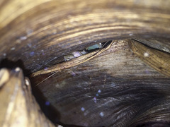 Pristimantis taeniatus