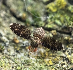 Trypetisoma sticticum