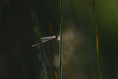 Enallagma divagans