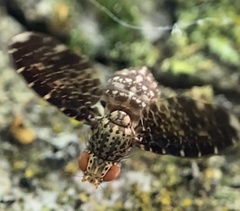 Trypetisoma sticticum