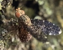 Trypetisoma sticticum