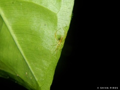Spintharus