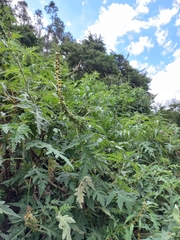 Ambrosia arborescens