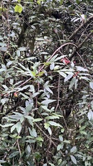 Viburnum taitoense