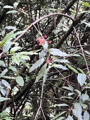 Viburnum taitoense