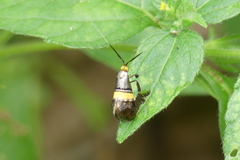Nemophora decisella