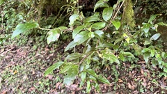 Viburnum taitoense