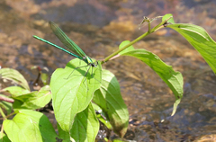 Calopteryx angustipennis