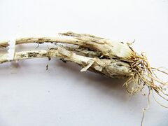 Allium maximowiczii